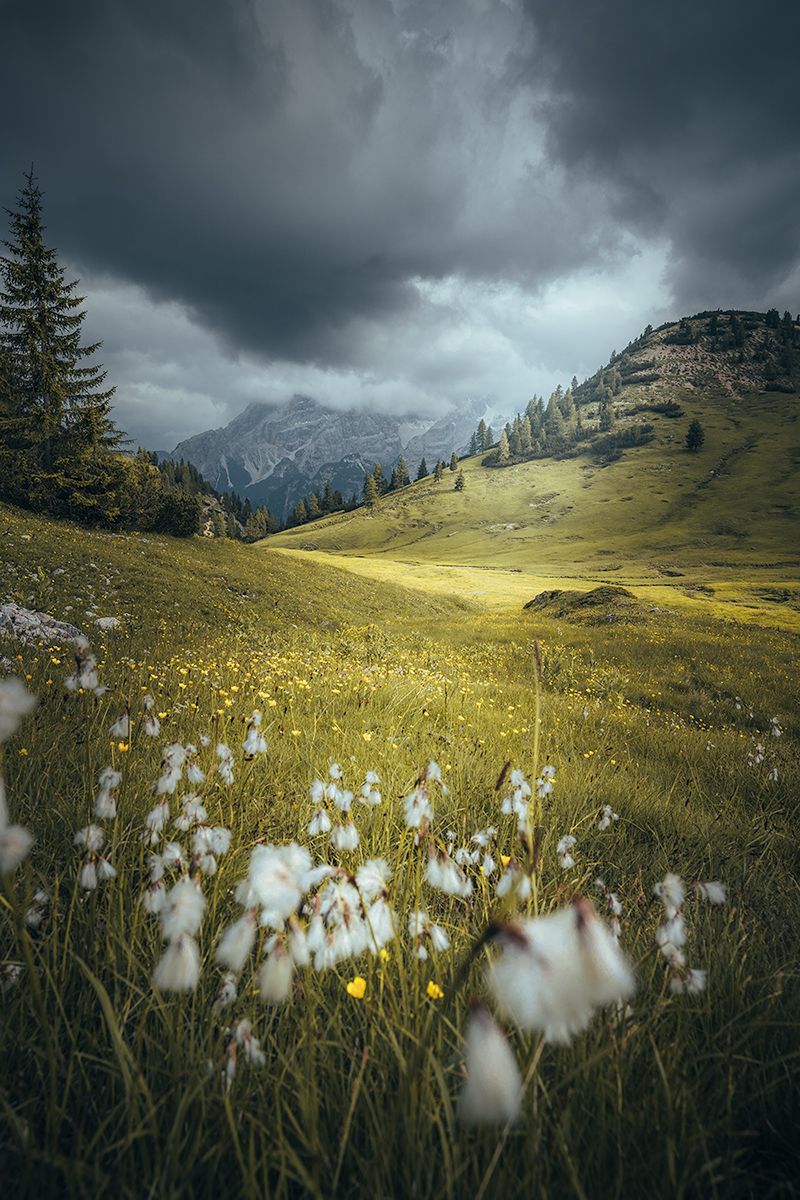 Blumenwiese auf der Hochalm Plätzwiese, Dolomiten
