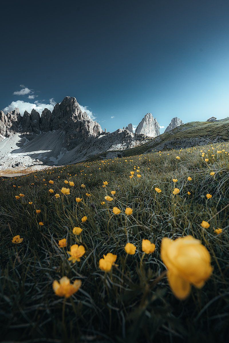 Blumenwiese bei den Drei Zinnen, Dolomiten