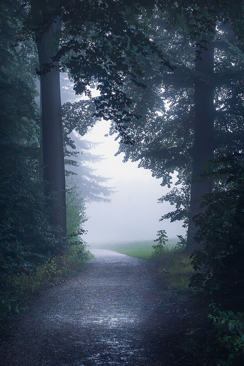 Teutoburger Wald im Nebel mit Waldweg, Deutschland