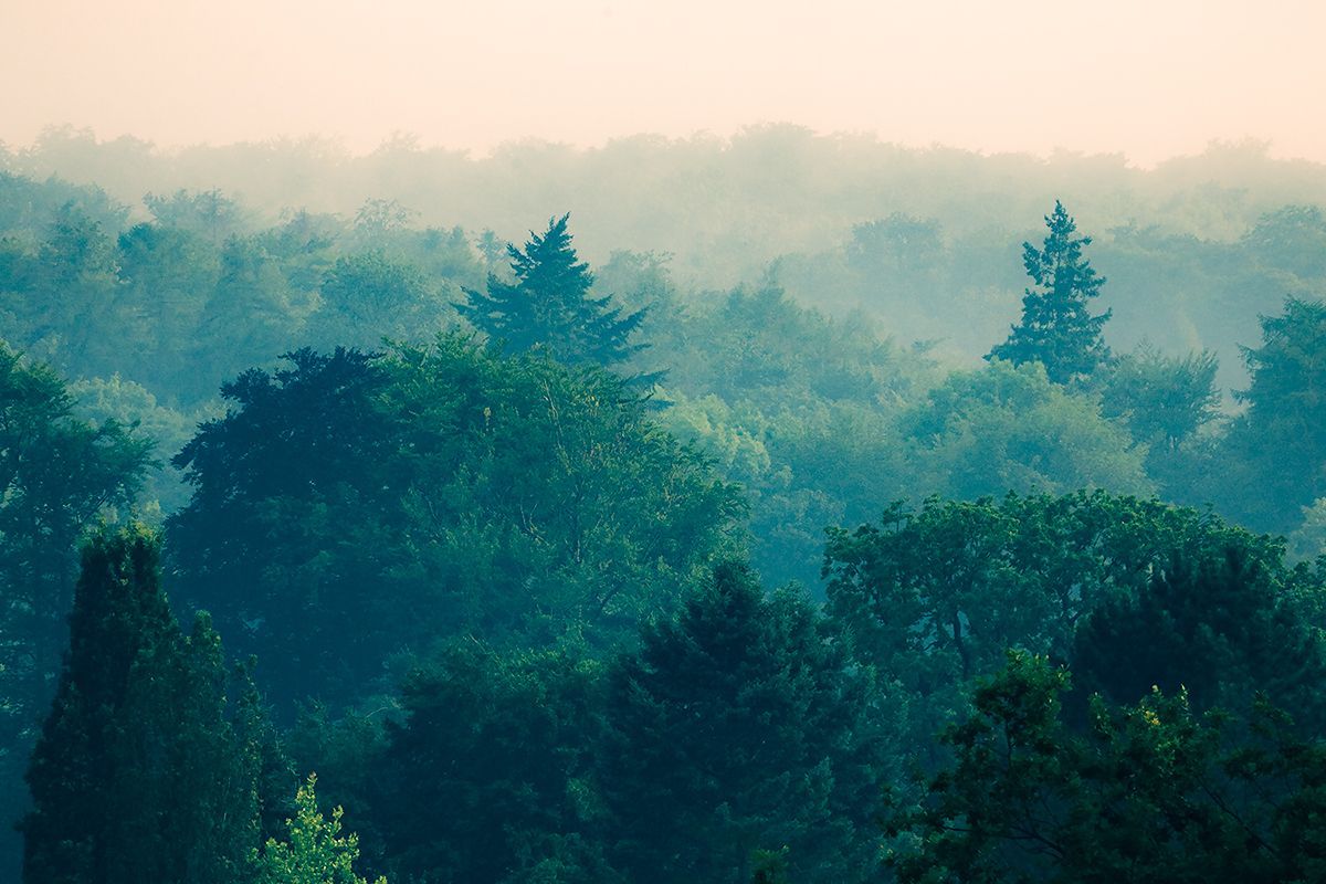 Nebliger Wald nach einem Gewitter, Deutschland