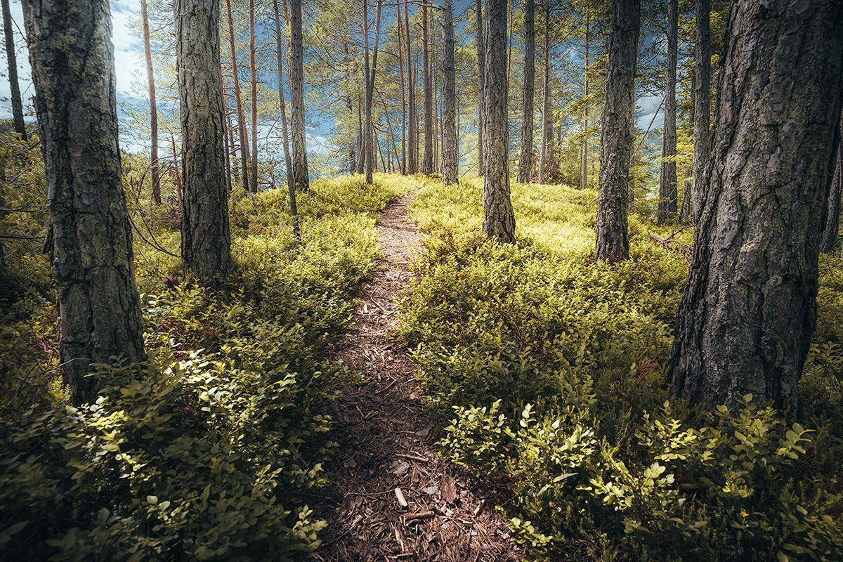 Kleiner Waldpfad in einem südtiroler Wald, Italien