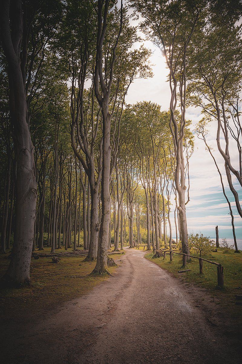 Gespensterwald mit Waldweg an der Ostsee, Deutschland