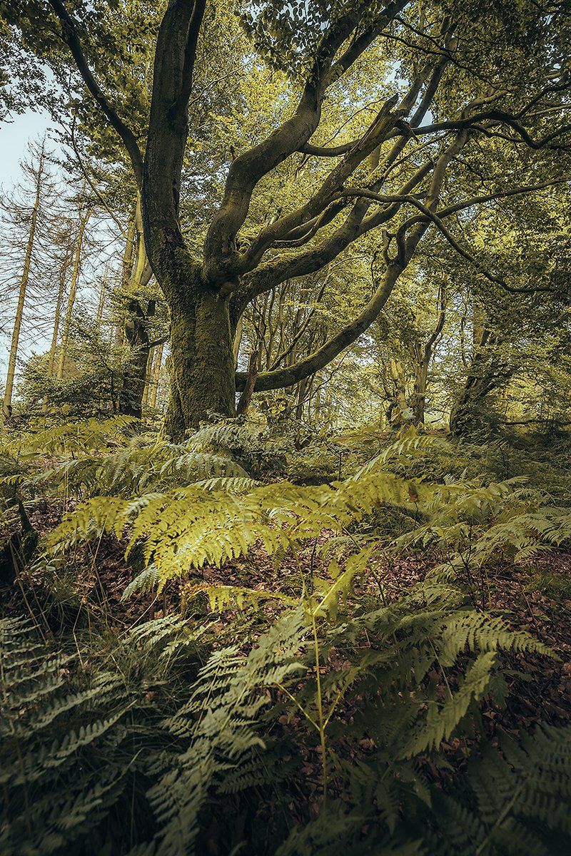 Farne im dichten, grünen Wald, Deutschland