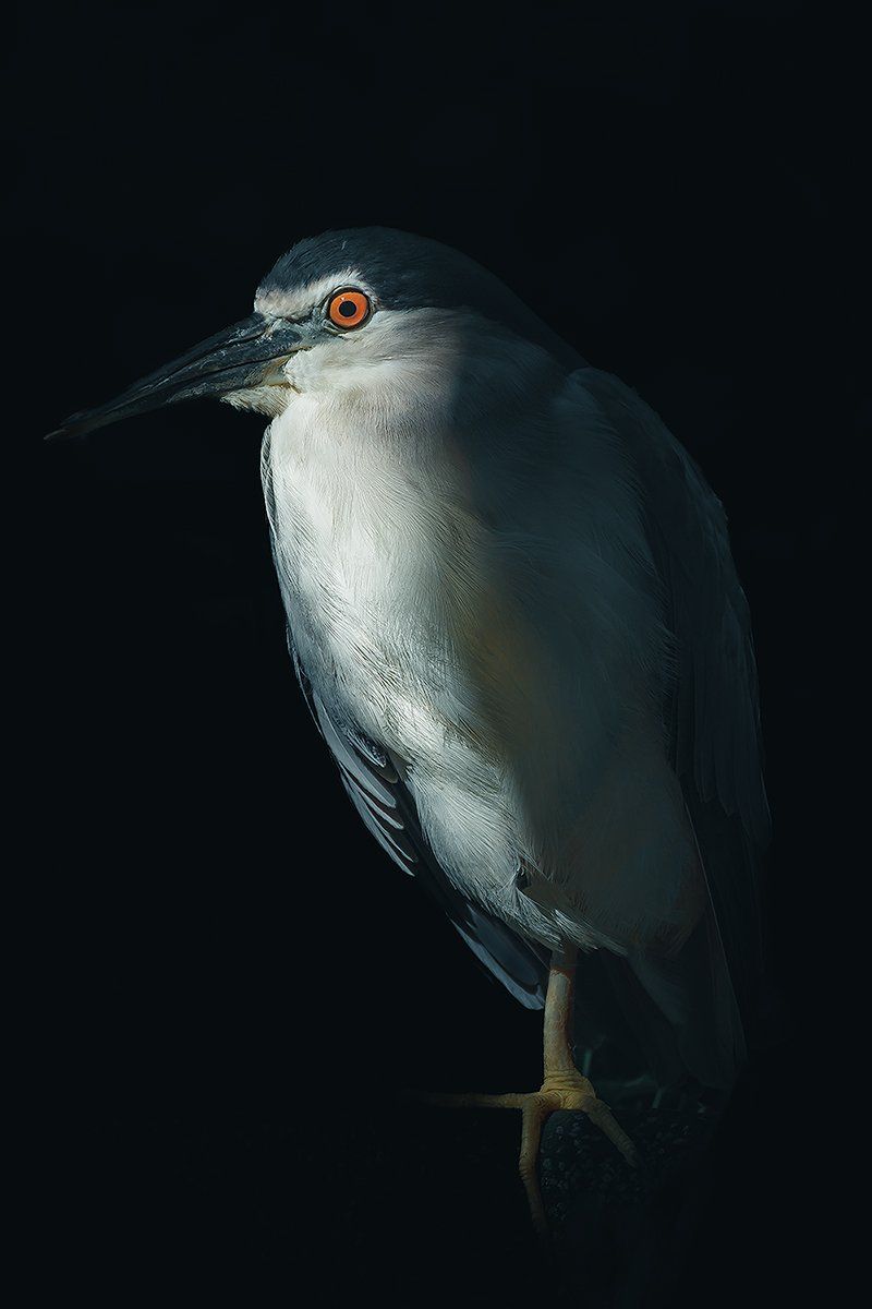 Hübscher Vogel im Portrait