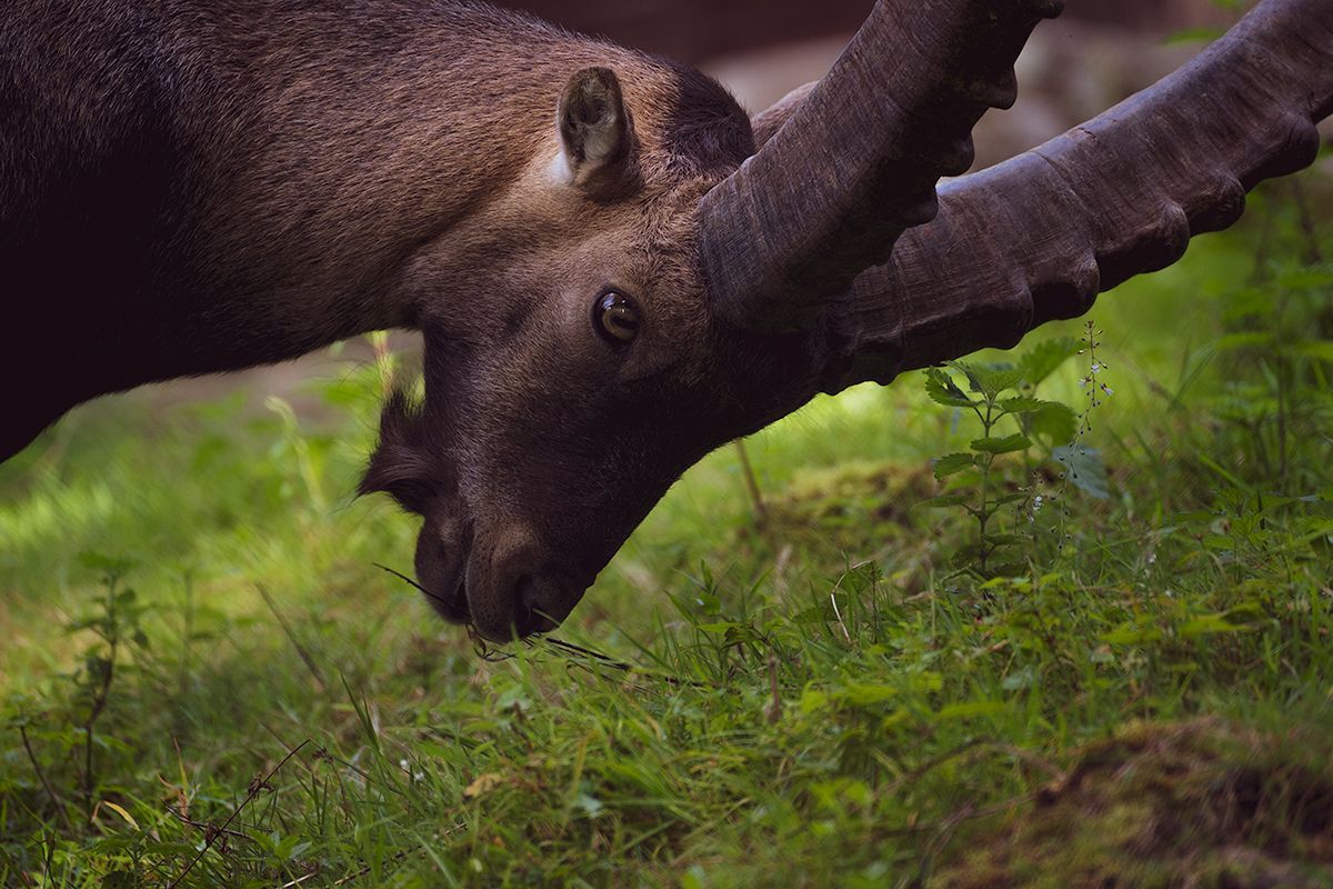 Der Steinbock beim Fressen auf einer grünen Wiese