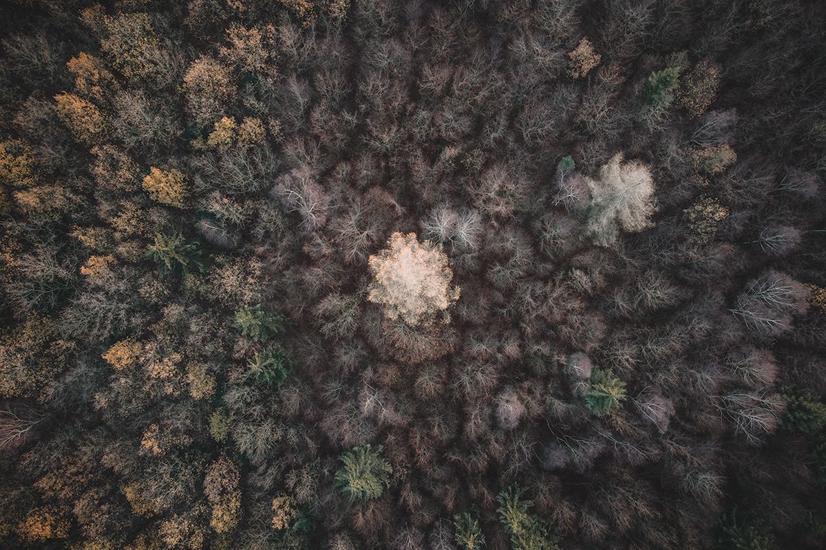 Laubwald von oben mit markantem Baum in der Mitte, Deutschland