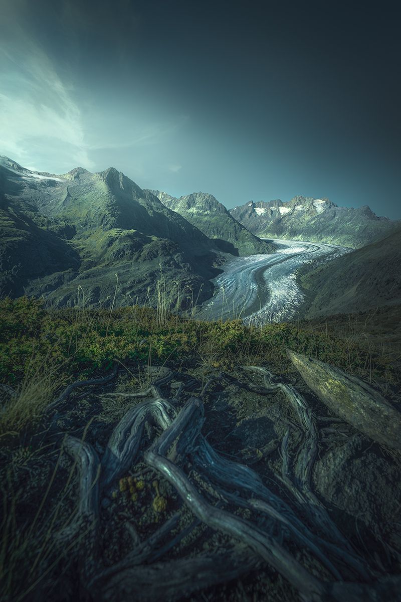 Der Aletsch Gletscher mit Baumwurzeln im Vordergrund, Schweiz