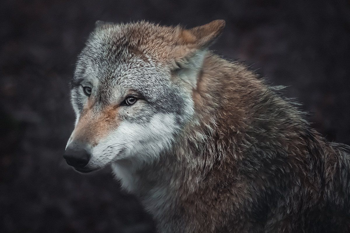 Der Wolf im Portrait