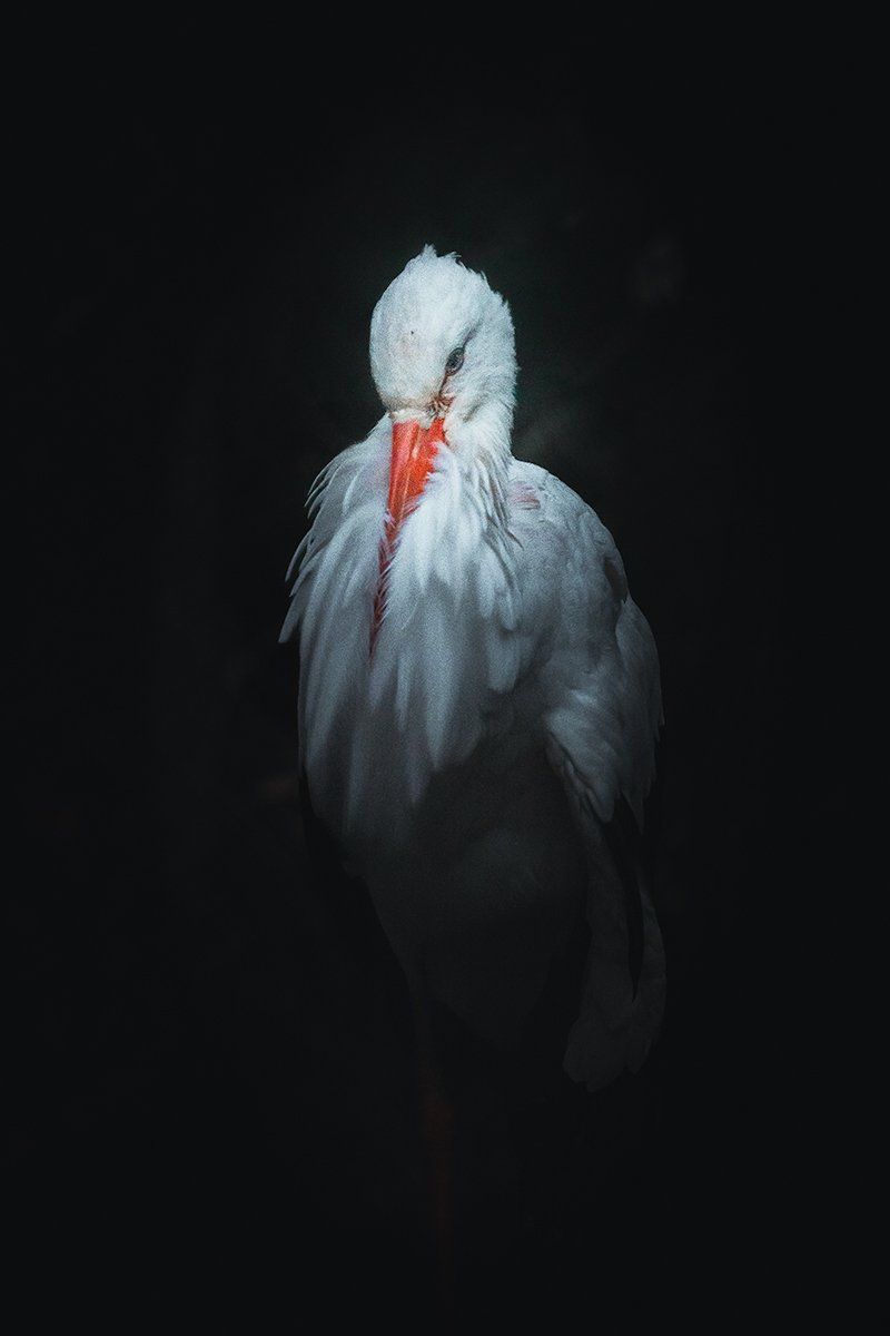 Majestätischer Storch im Portrait