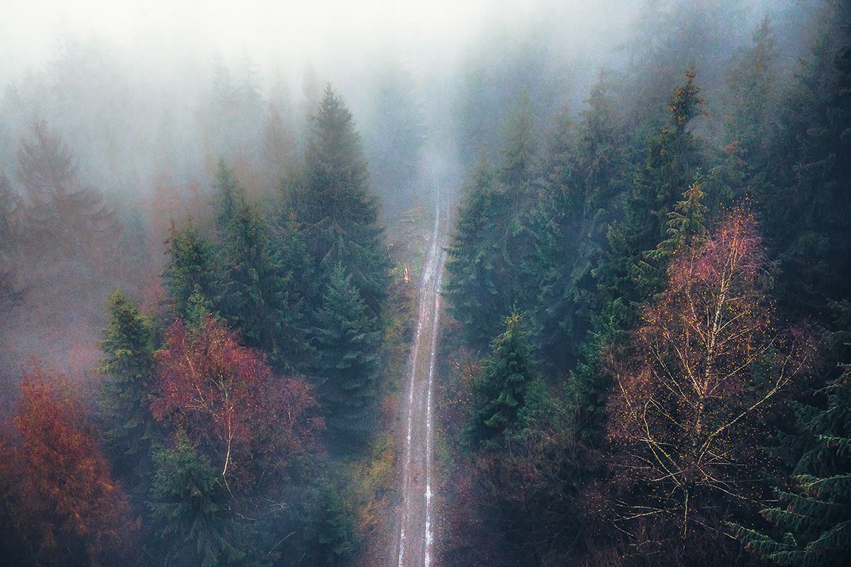 Der Wald mit einem Waldweg im Nebel aus der Vogelperspektive, Deutschland