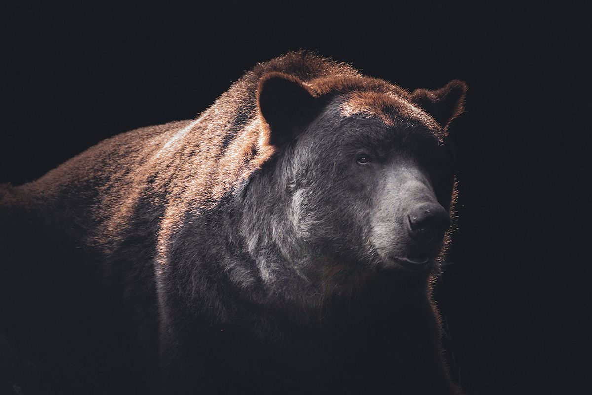 Der alte Bär im Portrait