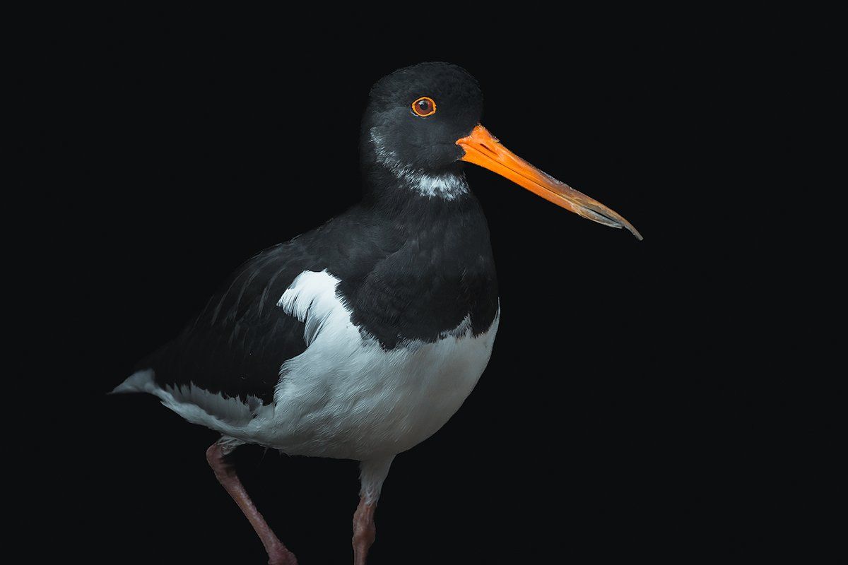 Der Austernfischer im Portrait