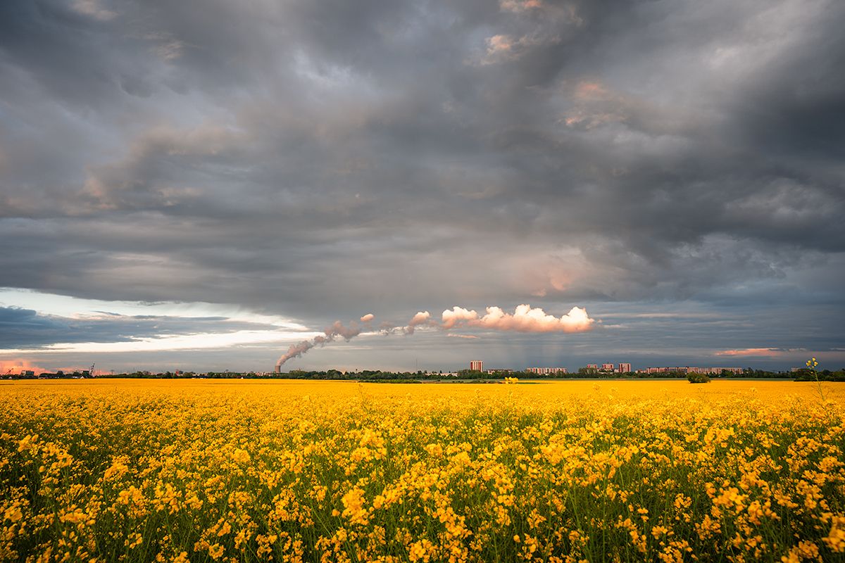 Rapsfeld nach einem Gewitter, Deutschland