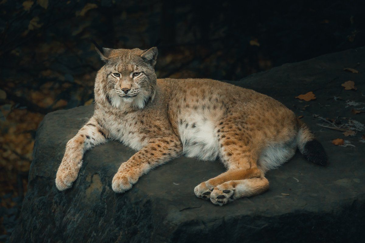 Ruhender Lux im Portrait