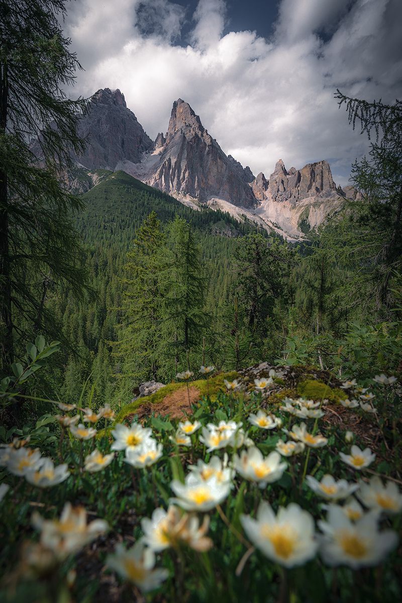 Blumenwiese mit markanter Bergkulisse, Dolomiten
