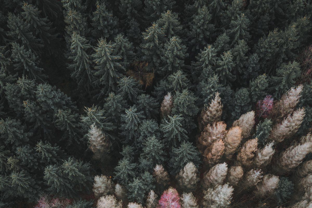 Der Tannenwald von oben, Deutschland