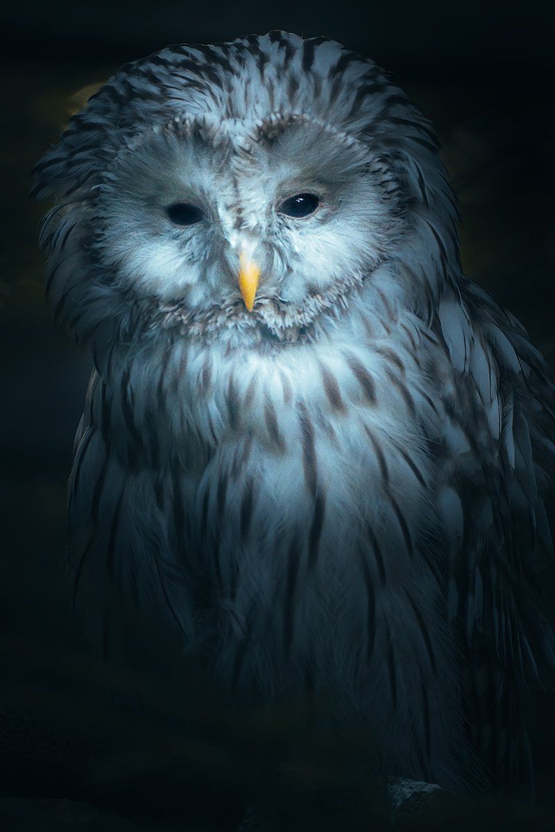 Die Schneeeule im Portrait