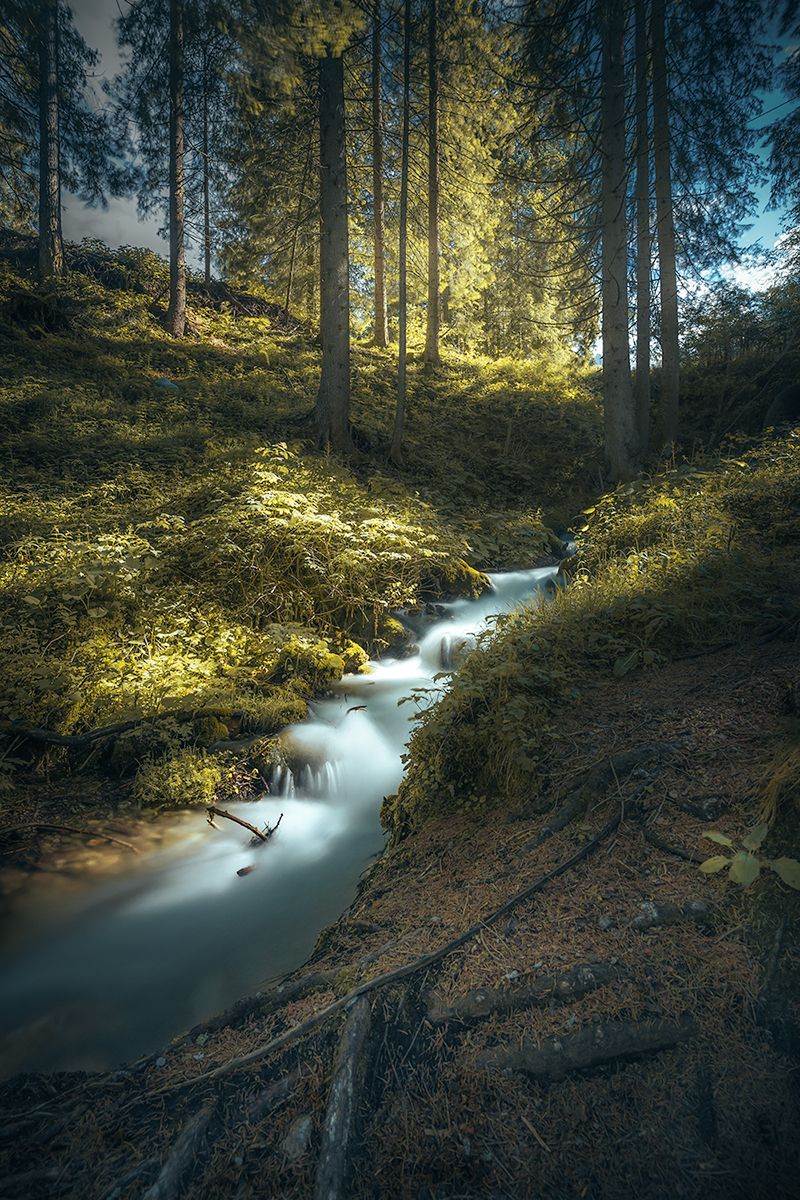 Kleiner Bach inmitten eines südtiroler Waldes, Italien