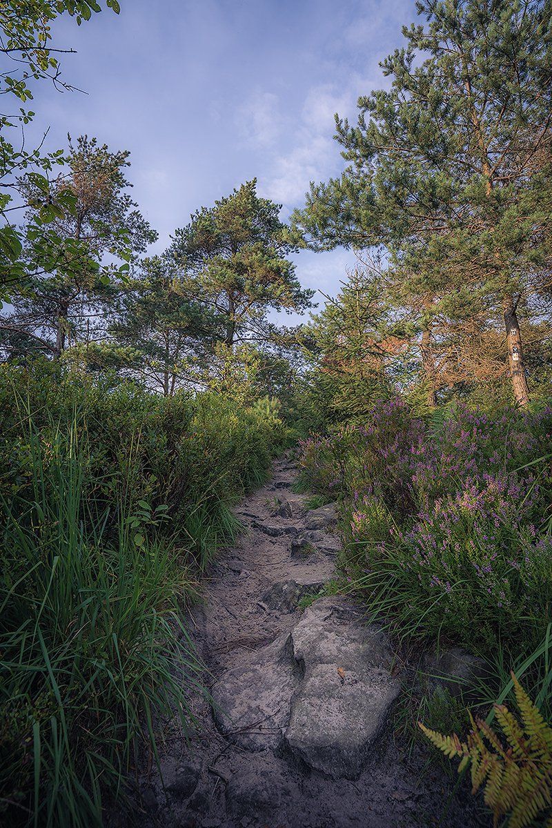 Steiniger Waldpfad am Velmerstot, Deutschland