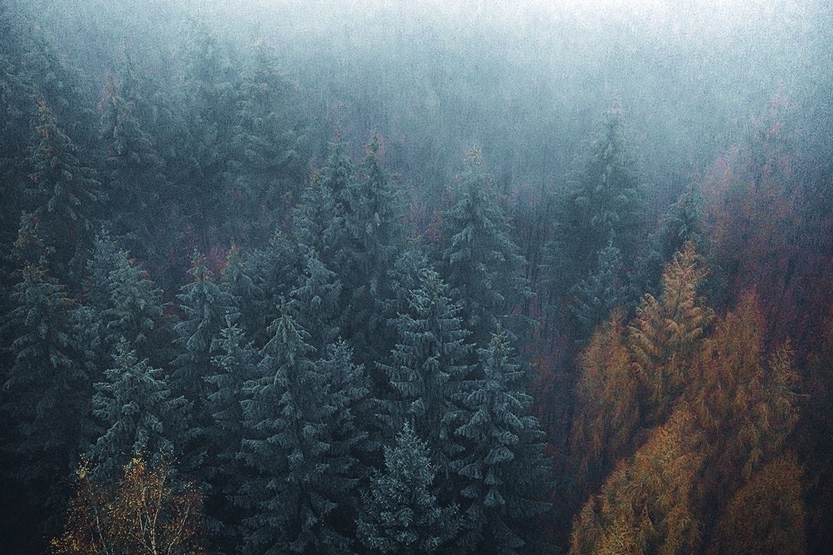 Nebliger Wald aus der Vogelperspektive, Deutschland