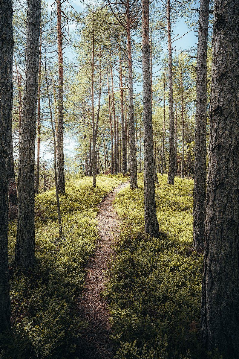 Ein kleiner Waldpfad in den Dolomiten, Südtirol