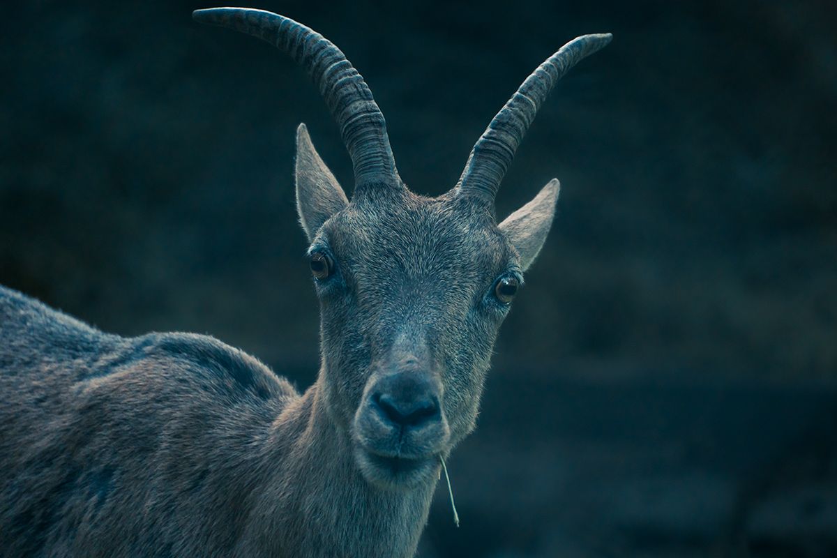 Junger Steinbock kaut auf einem Zweig