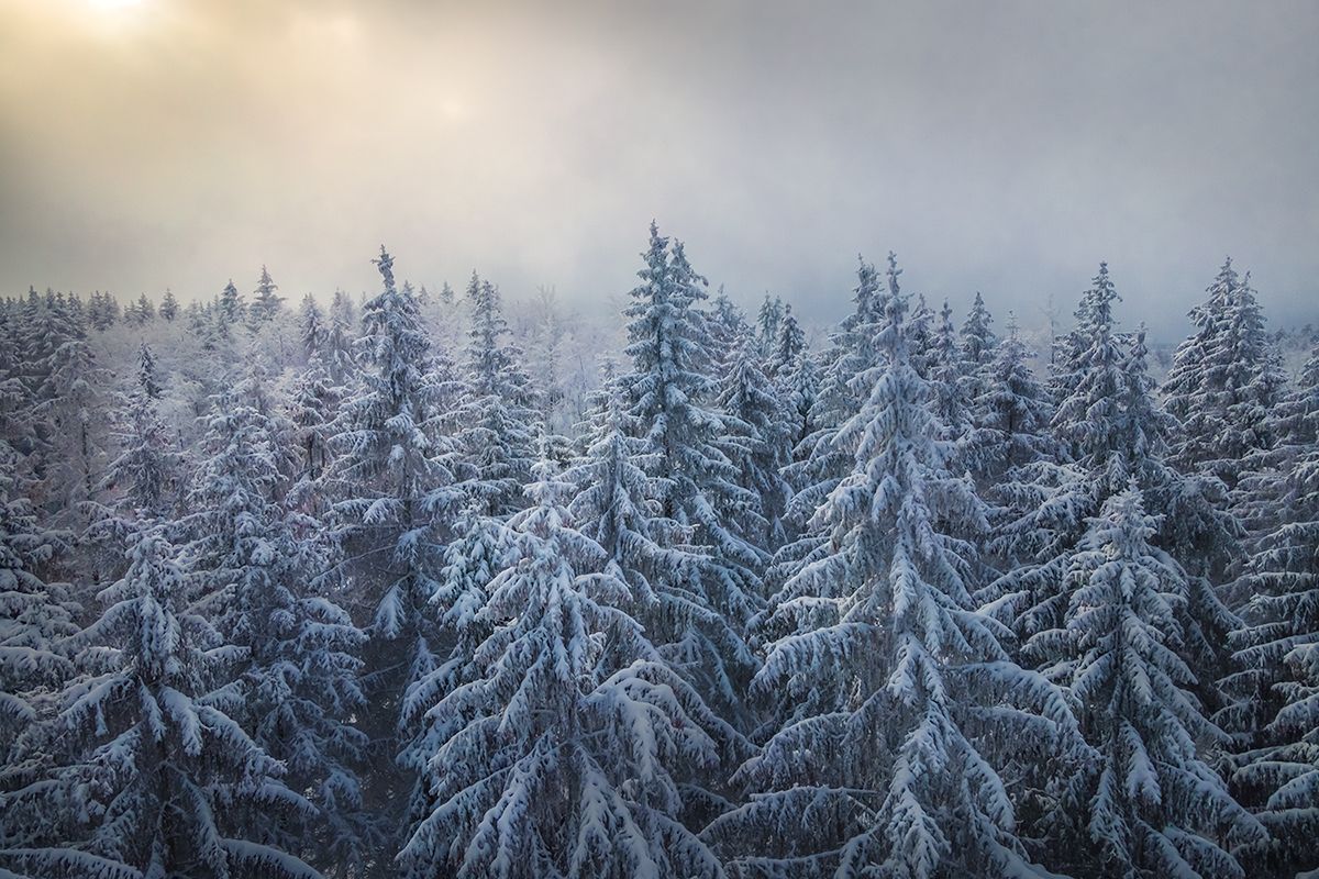 Winterlicher Wald mit schneebedeckten Tannen, Deutschland