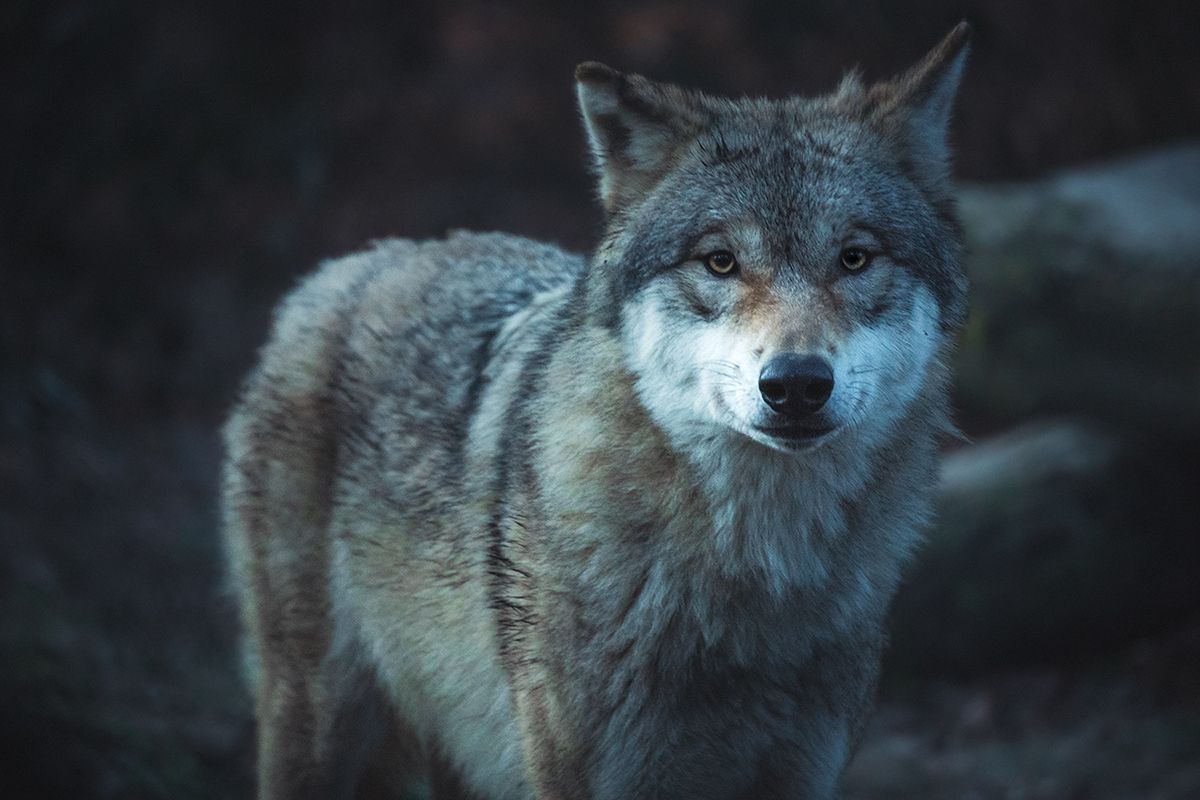 Einsamer Wolf blickt in die Kamera