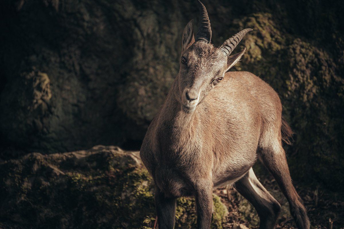 Ein junger Steinbock