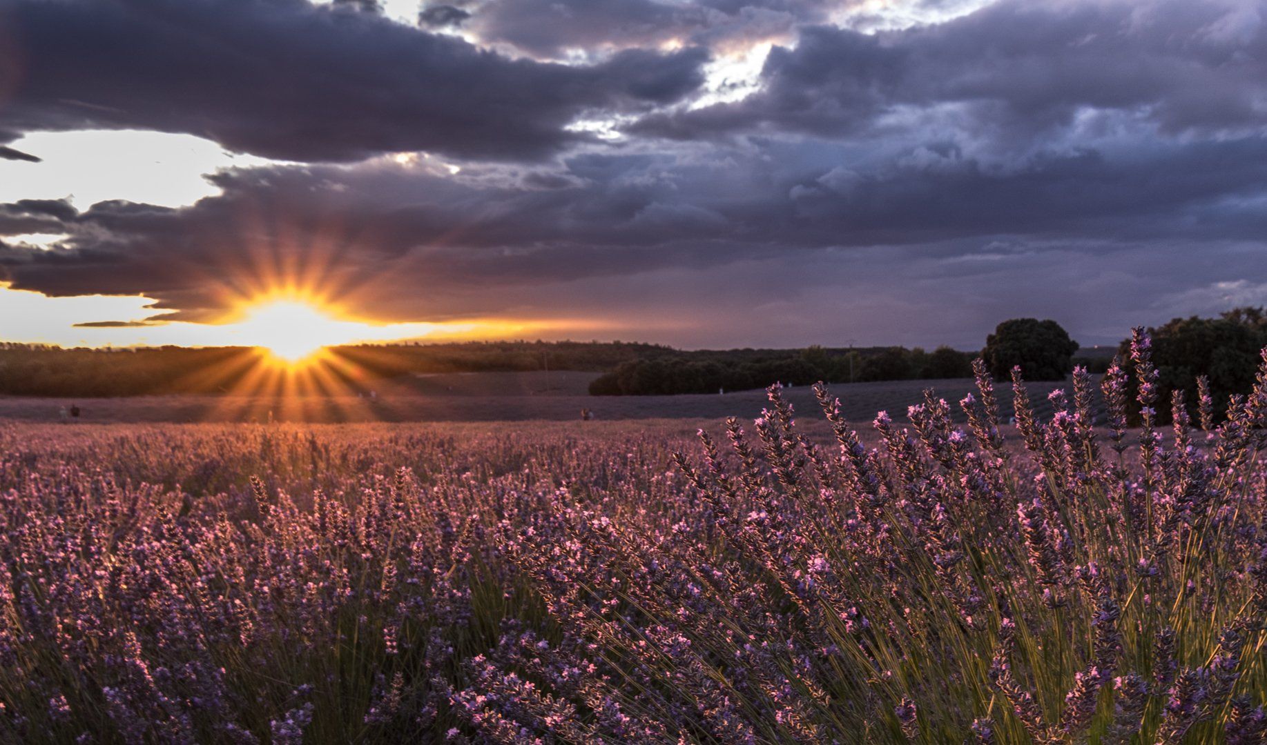 Atardecer en campos de lavanda en Brihuega