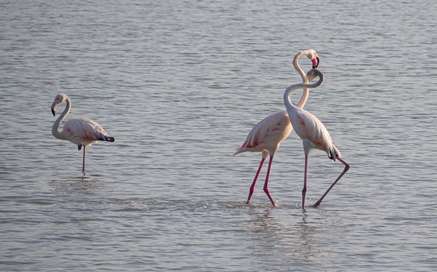 Flamencos en Calpe