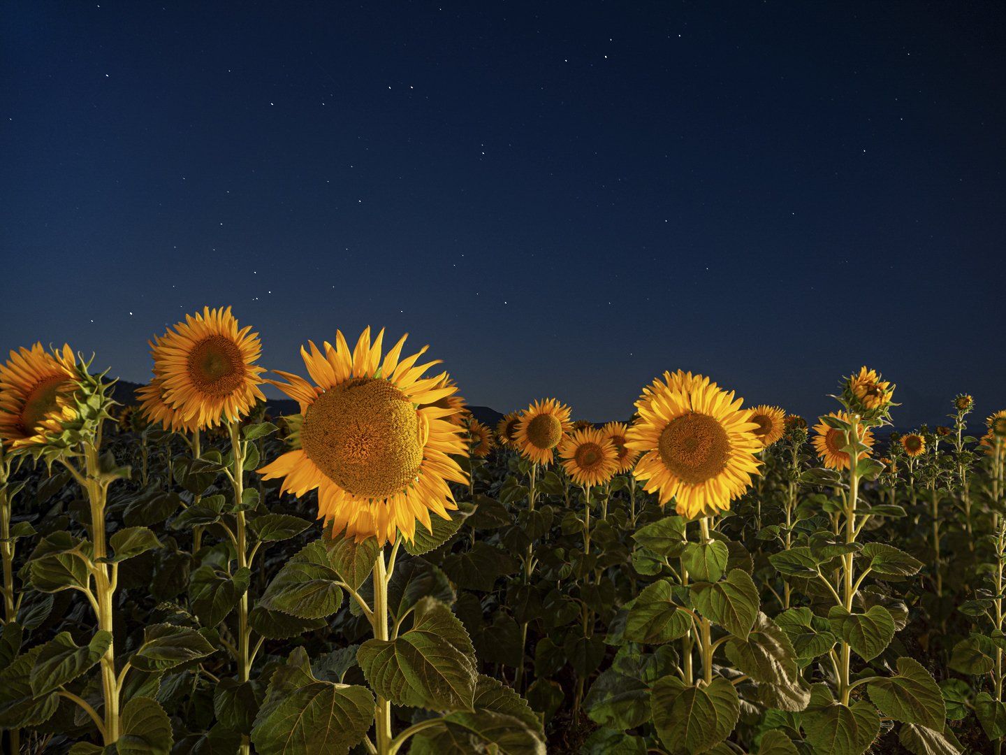 Campo de girasoles en la noche estrellada.
