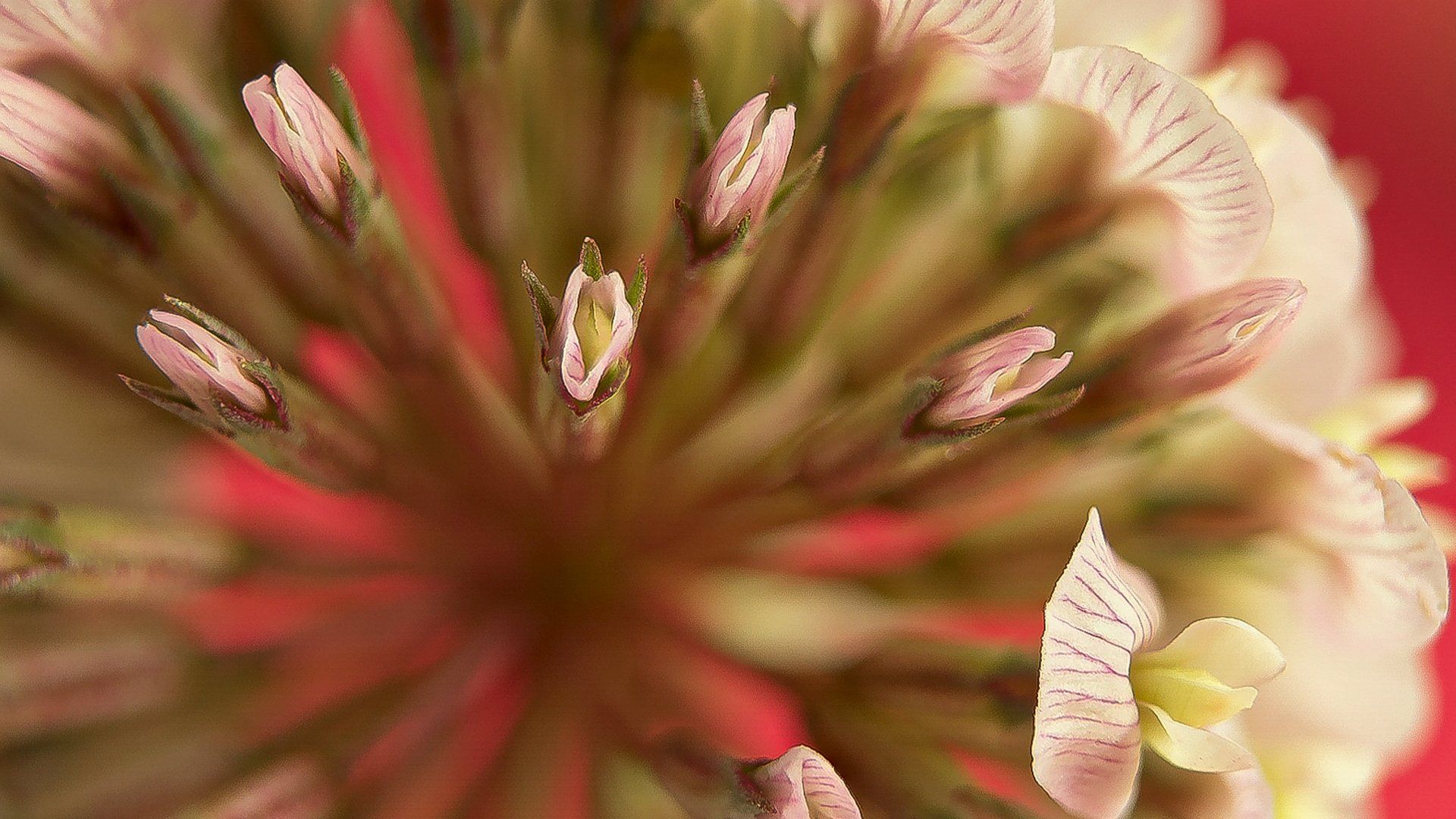Macro de flor en tonos rojos cremas y verdes del curso intensivo de fotografía