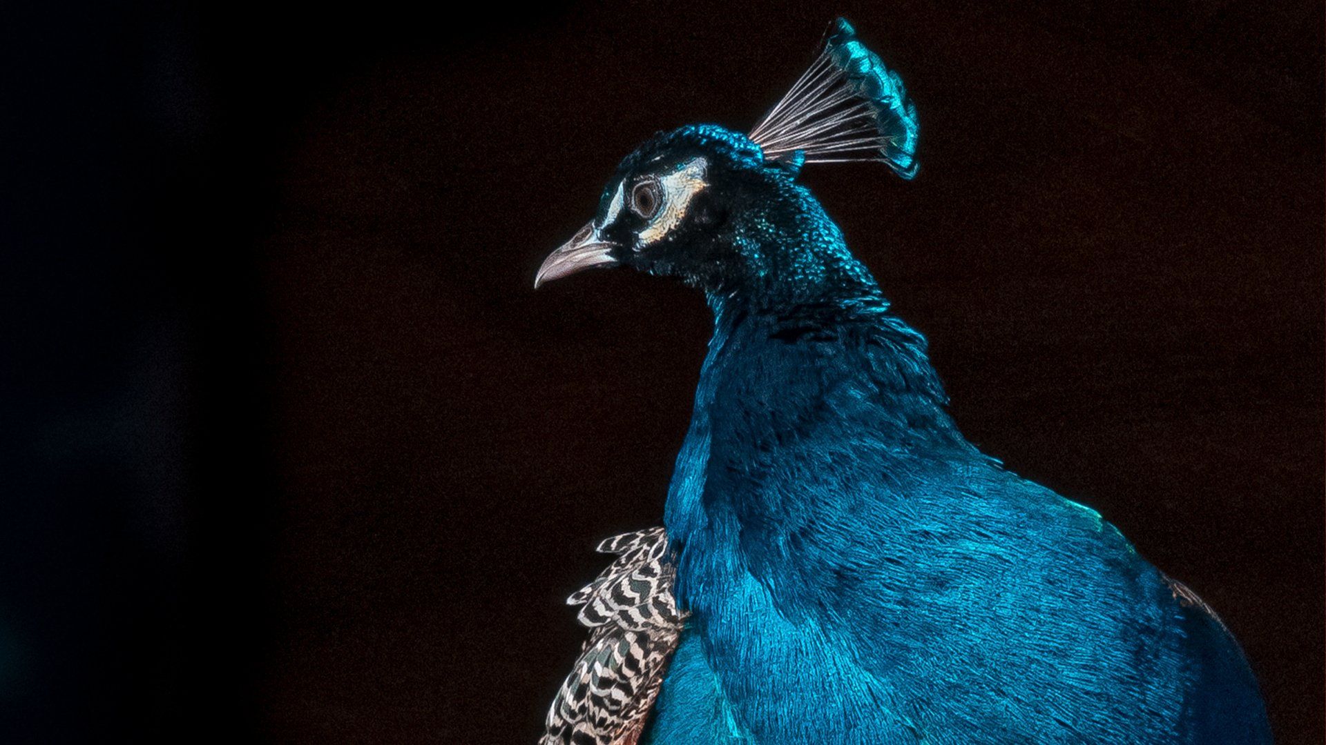 Pavo real en fondo negro. Foto realizada con móvil