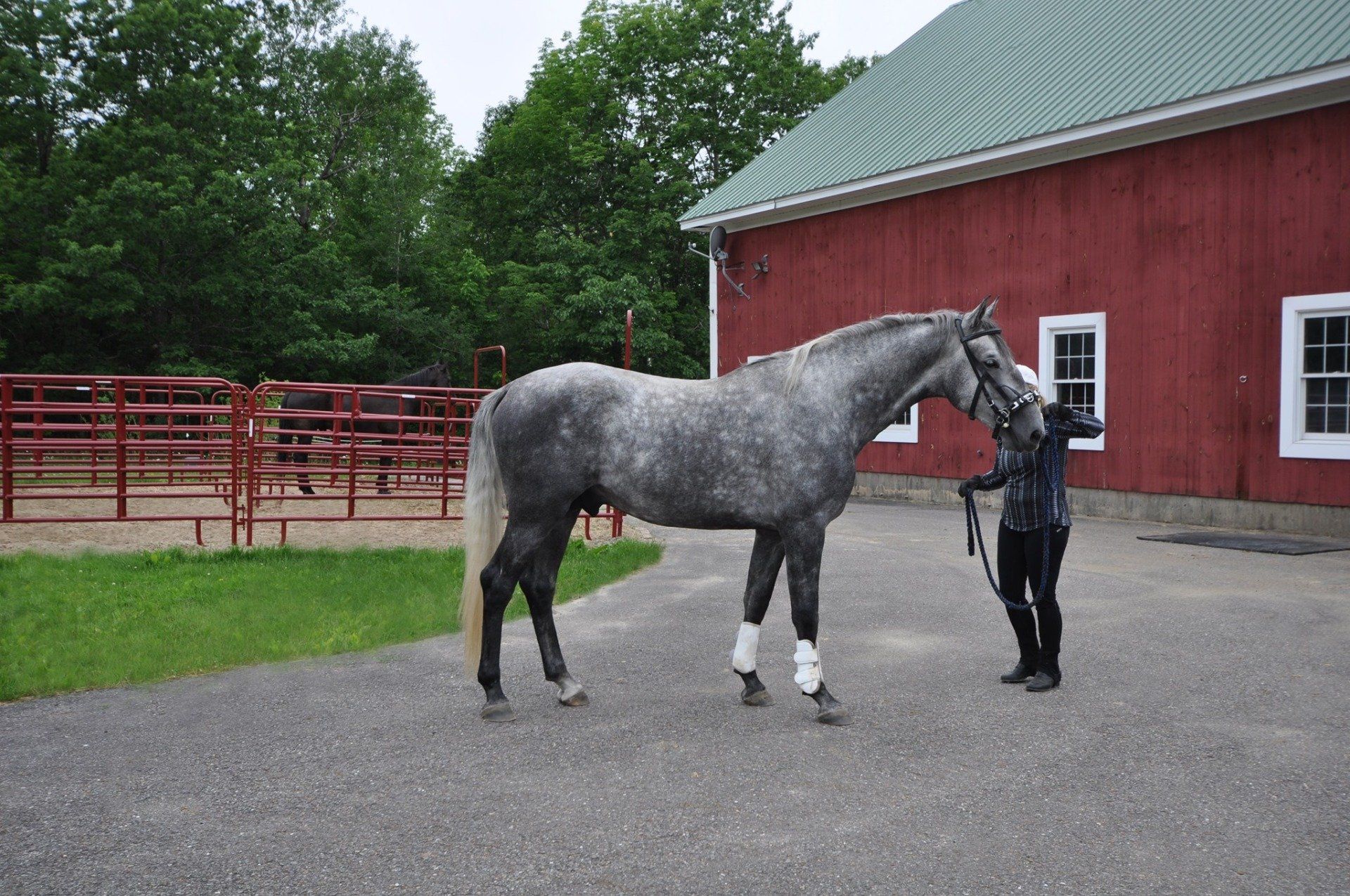 lipizzan Breeder, Lipizzan Trainer, Lipizzan Import