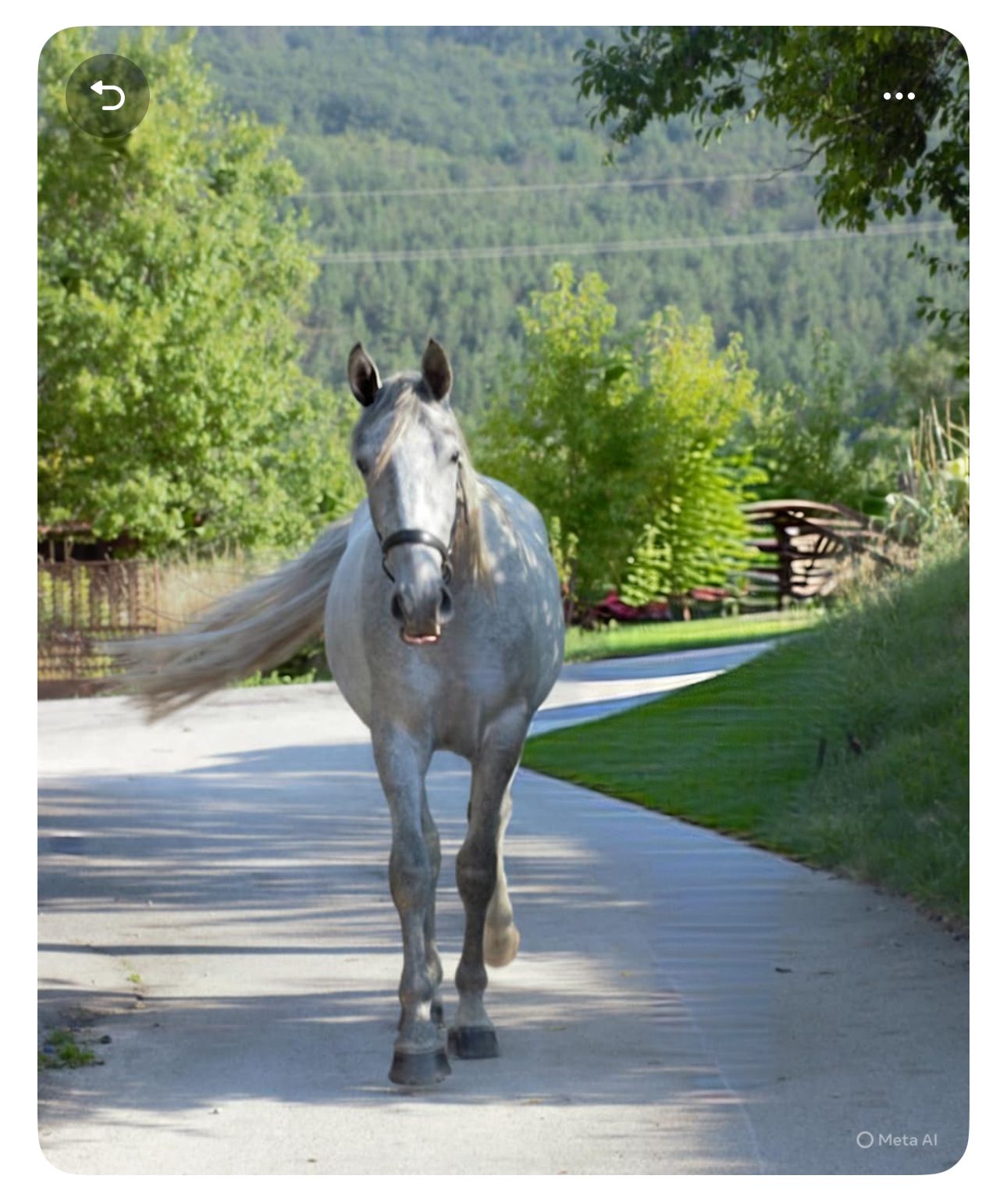 Trompeta, Lipizzan Import