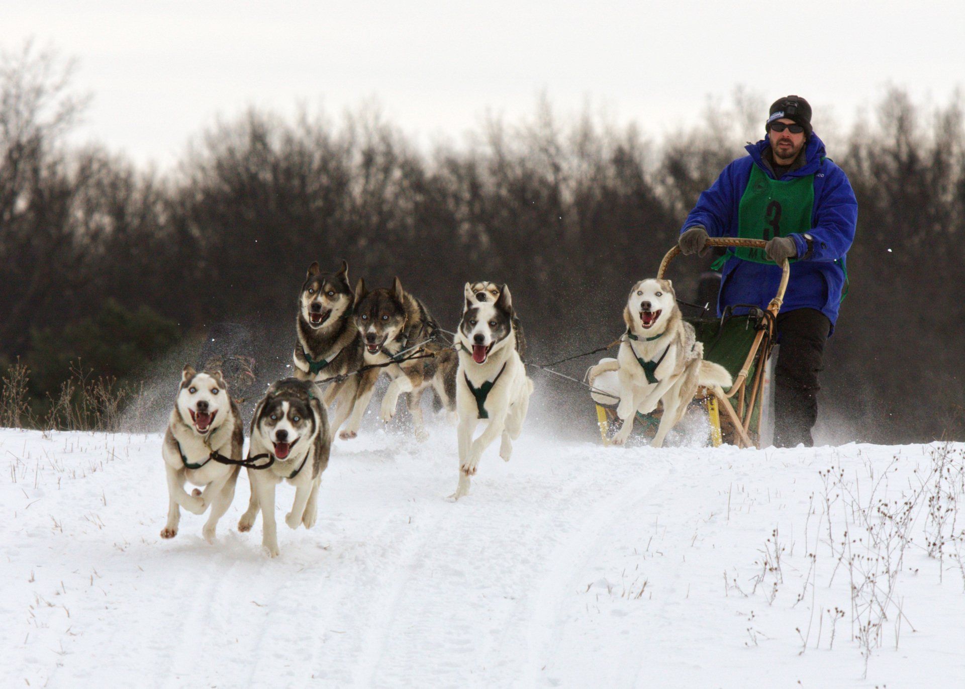 Dog-Sled photo Link to About-Us