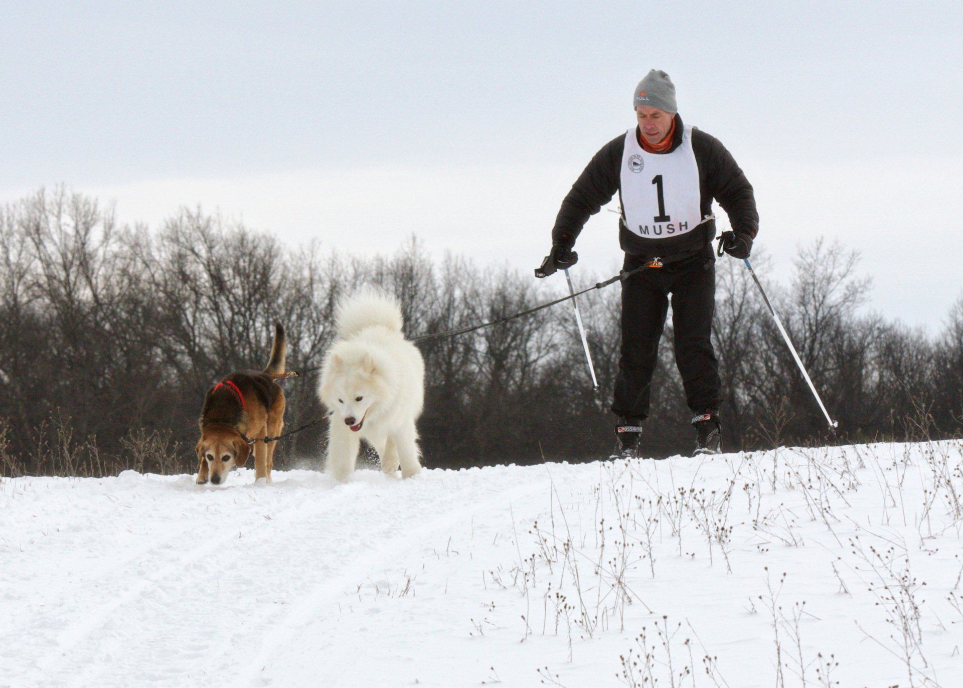 Linked to Events Skijoring photo - liked to Events