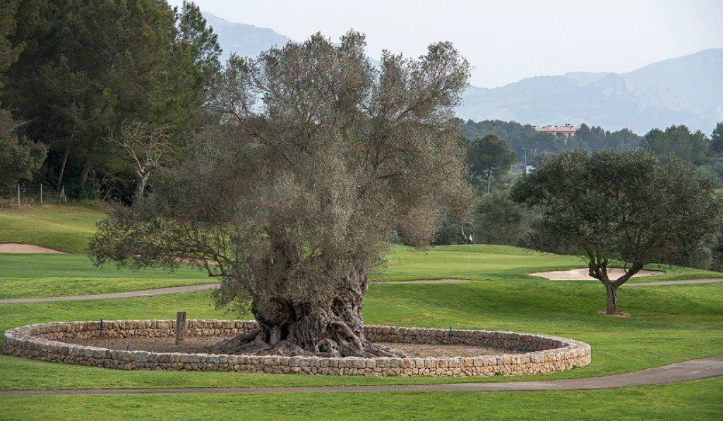 Fürstliches Golf-Resort Bad Waldsee, Golf, 45-Loch Golf-Anlage, LED Nachtgolf-Anlage, Golfschule, Golfturniere, New Course, Old Course, 9-Loch-Kurzplatz, Greenkeeping, Fürstlicher Golf-Club Oberschwaben, Fürstliches Golf-Hotel, Golf-Angebote, Golf-Schnupperkurse, Natur-Lehrpfad, Rund-Wanderwege, Kaffee, Restaurant, Vinothek, erlesene Weine, Bar, selbstgebackene Kuchen, Snacks, Mittagstisch, Sonnenterrasse, Gin - Greenkeeper's Cut, Bier vom Fass, kleine Gerichte, Burger, vegetarisch, vegan, Laktose frei, Gluten frei, Café-Restaurant Ausblick T-19, Restaurant im Hofgut