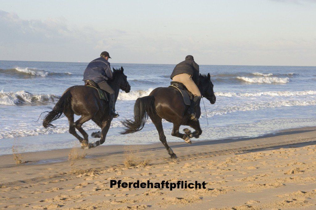 Vergleichsrechner Pferdehaftpflicht Vergleich Pferdehaftpflicht