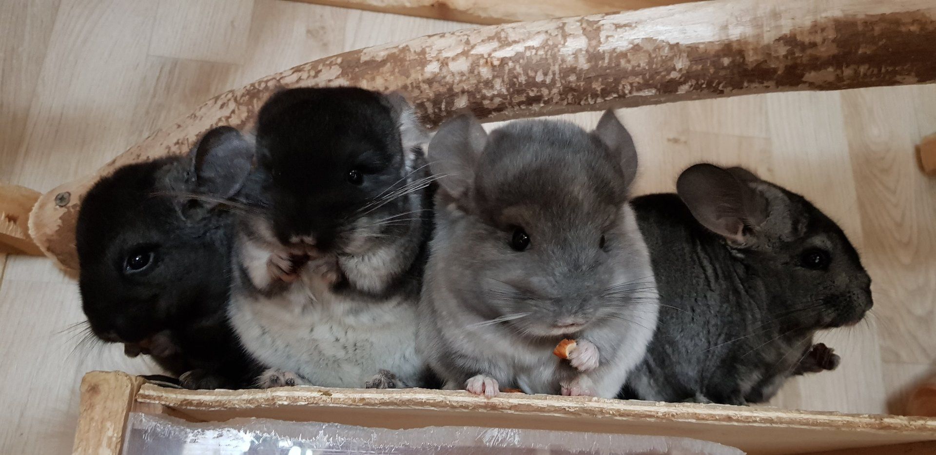 chinchilla-von-niederbayern.de Chinchilla Jungtiere