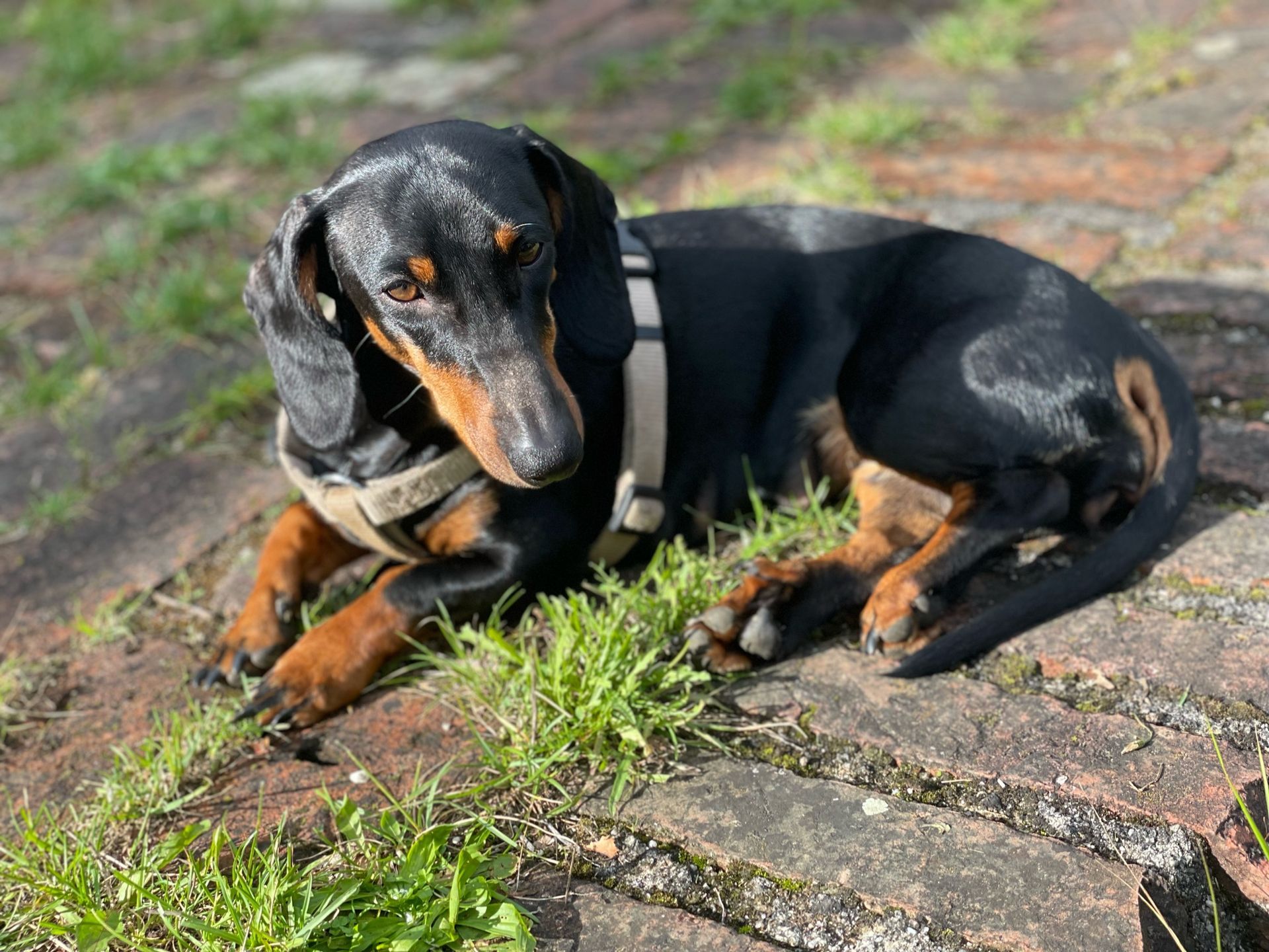 Ganzheitliche Hundeschule München
