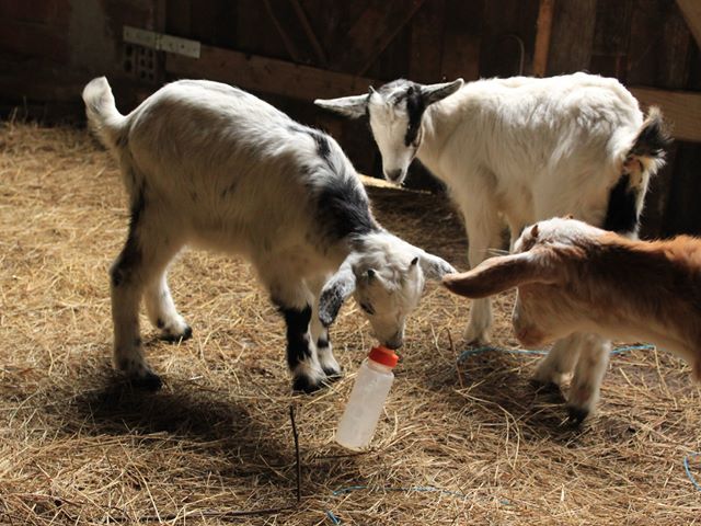 Apadrina a un animal