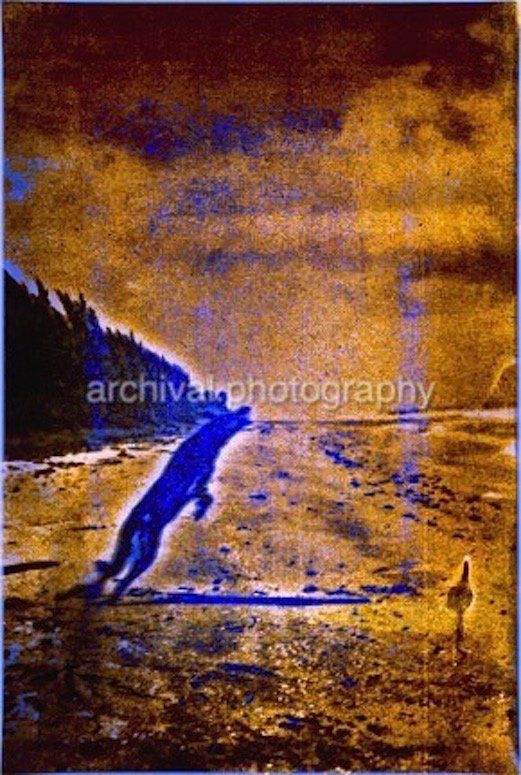 GERMAN SHEPARD JUMPING ON BEACH