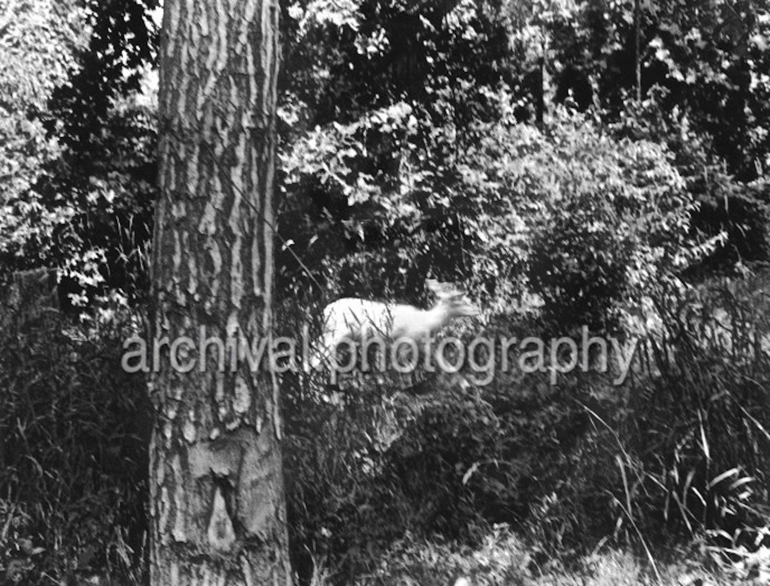 Ku Klux Klan - WHITE Deer running through the forest