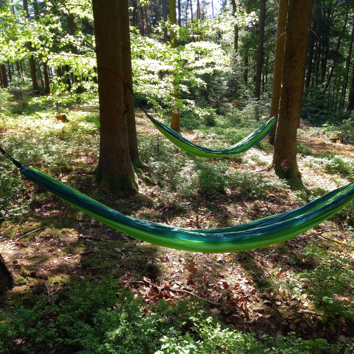 Hängematte im Wald Hängematte im Wald