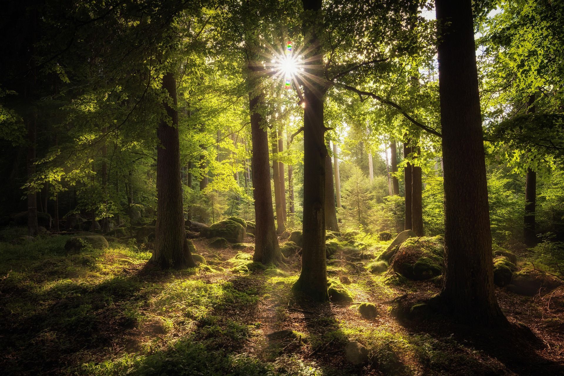 Sonne scheint durch die Bäume