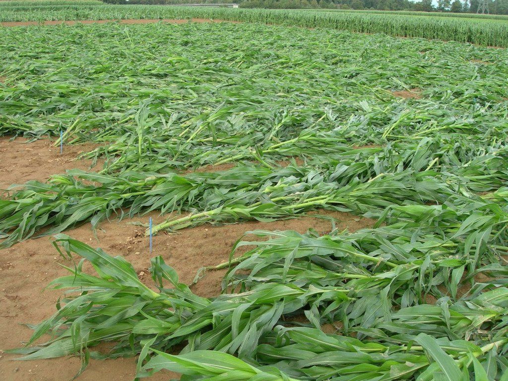 Feldberfreiung von GVO an der Hochschule für Wirtschaft und Umwelt, Nürtingen; Oberbohingen 23/24.07/2007