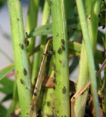 Blattlausbekämpfung an GVO-Weizen