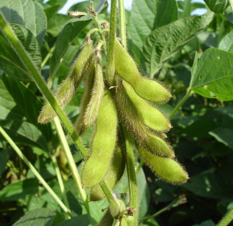 gv-Sojabohne oder genom-editiert?